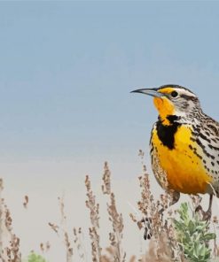 Beautiful Western Meadowlark paint by numbers