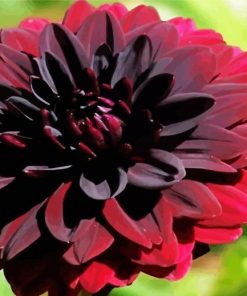 Beautiful Dark Red Flower paint by numbers