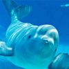 Beluga Whale paint by number