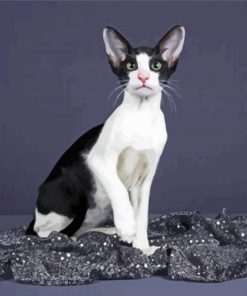 Bicolor Cat paint by number