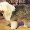 Big Sheep Dog paint by number