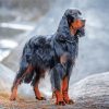 Big Gordon Setter paint by number