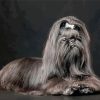 Black Lhasa Apso Dog paint by number