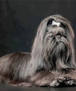 Black Lhasa Apso Dog paint by number