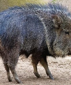 Black Peccary paint by numbers