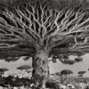 Black And White Big Tree paint by number