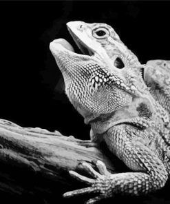 Black And White Lizard Animal paint by number