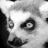 Black And White Raccoon Animal paint by number