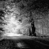 Black And White Nature Illustration paint by number