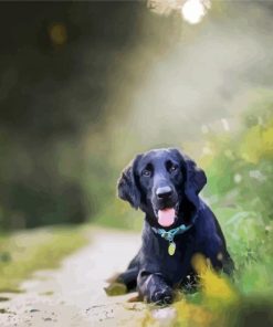 Black Flat Coated Retriever paint by number