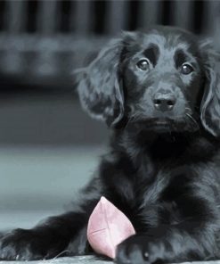 Black Flat Coated Retriever Puppy paint by number