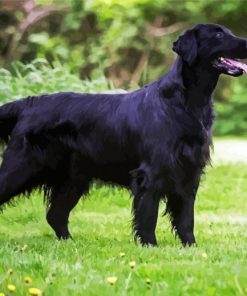 Black Flat Coated Retriever Dog paint by number