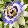 Blue Passion Flower paint by number