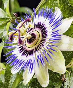 Blue Passion Flower paint by number