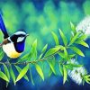 Blue Wren Bird Animal paint by numbers