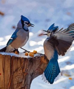 Blue Jays Birds paint by numbers