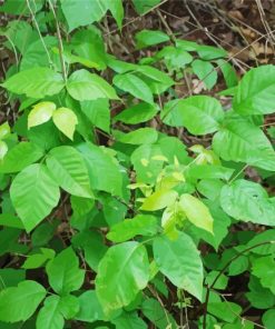 Botanic Poison Ivy paint by numbers