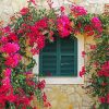 Bougainvillea Flowers Wall paint by number