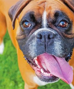 Boxer Dog Breed paint by numbers
