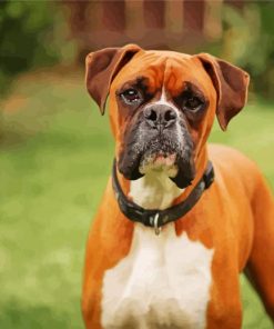 Boxer Breed paint by numbers