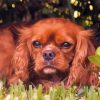 Cute King Charles Cavalier Dog paint by numbers