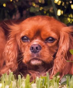 Cute King Charles Cavalier Dog paint by numbers