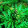 Cannabis Leaves Plants paint by numbers