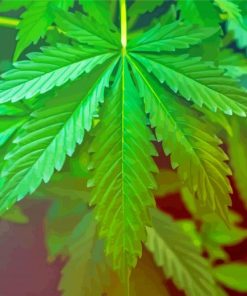 Cannabis Plant Leave paint by numbers