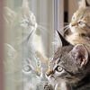 Cat Reflection paint by numbers