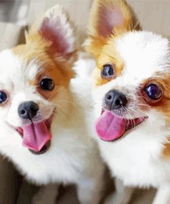 Chihuahuas paint by number