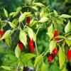 Chile Peppers Plant paint by numbers