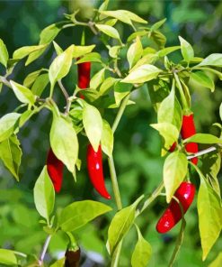 Chile Peppers Plant paint by numbers