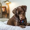 Chocolate Labrador paint by numbers