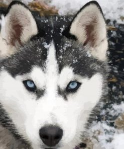 Close Up Alaskan Husky paint by number