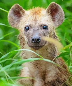 Close Up Little Spotted Hyena paint by numbers