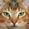 Abyssinian Cat Close Up paint by numbers