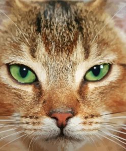 Abyssinian Cat Close Up paint by numbers