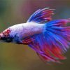 Colorful Purple Betta Fish paint by numbers