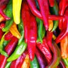 Colorful Chile Peppers paint by numbers