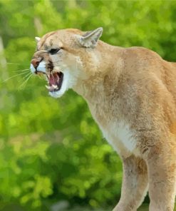 Cougar Animal paint by number