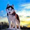 Cute Alaskan Husky paint by number