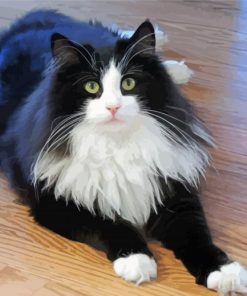 Cute Cat Tuxedo paint by number