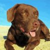 Cute Chocolate Labrador paint by numbers