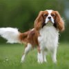 Cute King Charles Cavalier Dog paint by numbers