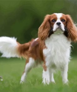 Cute King Charles Cavalier Dog paint by numbers