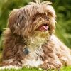 Cute Lhasa Apso Puppy paint by number