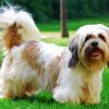 Cute Lhasa Apso paint by number