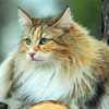 Cute Norwegian Forest Cat paint by numbers