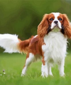 Cute Spaniel Puppy paint by numbers