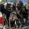 Cute Dogs In Truck paint by number